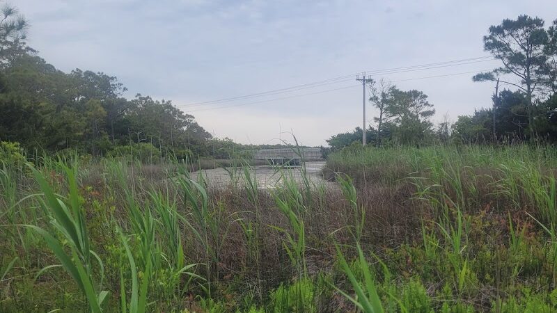 Hammock Hills Nature Trail - Ocracoke, NC