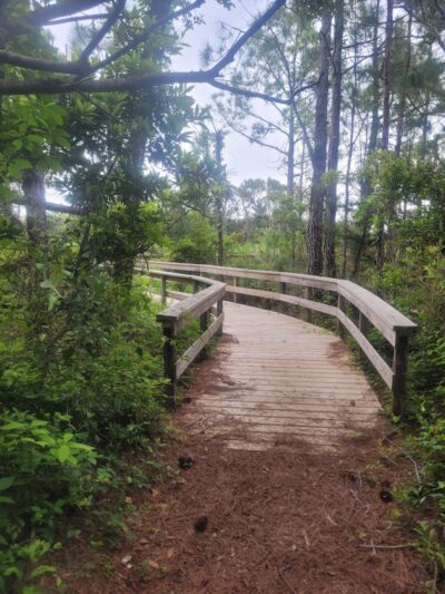 Hammock Hills Nature Trail - Ocracoke, NC