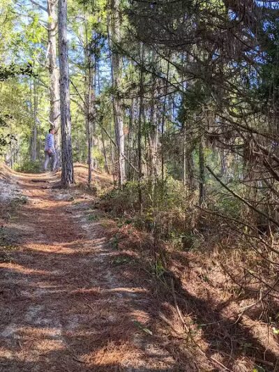 Hammock Hills Nature Trail - Ocracoke, NC