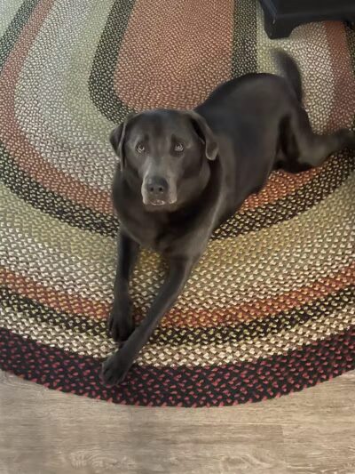 Sandy Paws Bed & Biscuit Inn - Ocracoke, NC