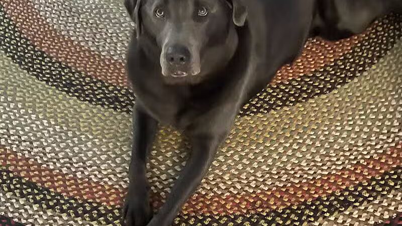 Sandy Paws Bed & Biscuit Inn - Ocracoke, NC