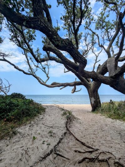 Springer's Point Preserve - Ocracoke, NC