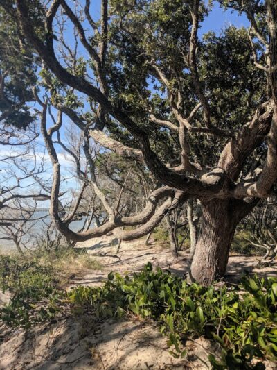 Springer's Point Preserve - Ocracoke, NC