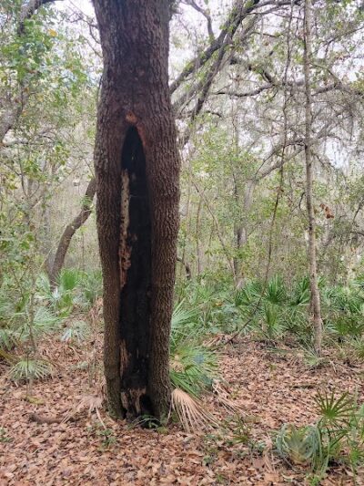 Lake Rogers Park - Odessa, FL