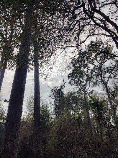 Odessa Community Park - Odessa, FL