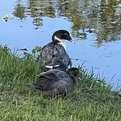 Centennial Park - Okeechobee, FL