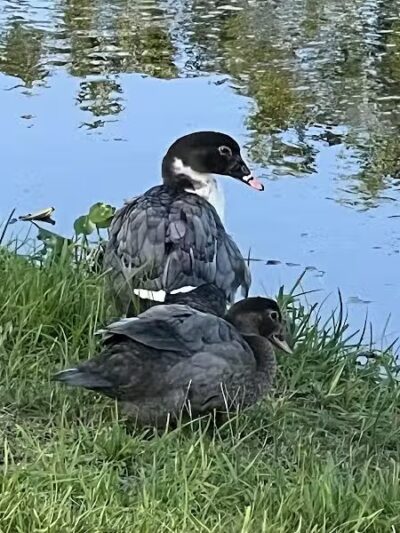 Centennial Park - Okeechobee, FL
