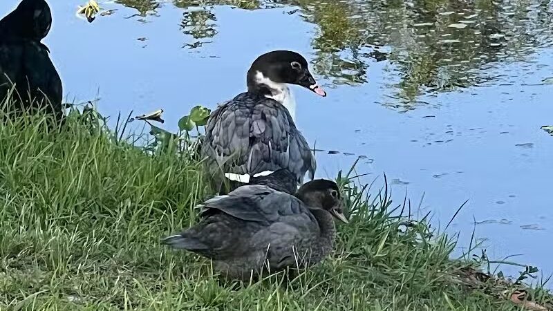 Centennial Park - Okeechobee, FL