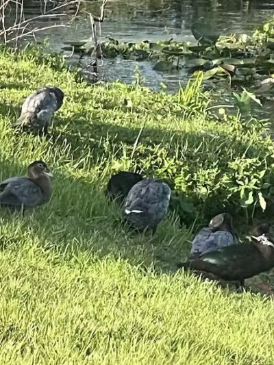 Centennial Park - Okeechobee, FL