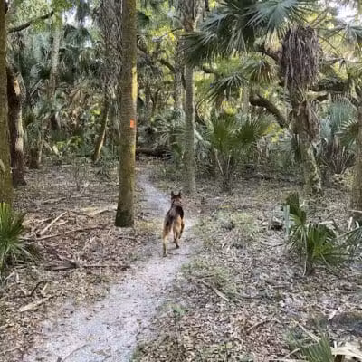 Grassy Island Equestrian and MTB Trail - Okeechobee, FL