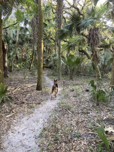 Grassy Island Equestrian and MTB Trail - Okeechobee, FL