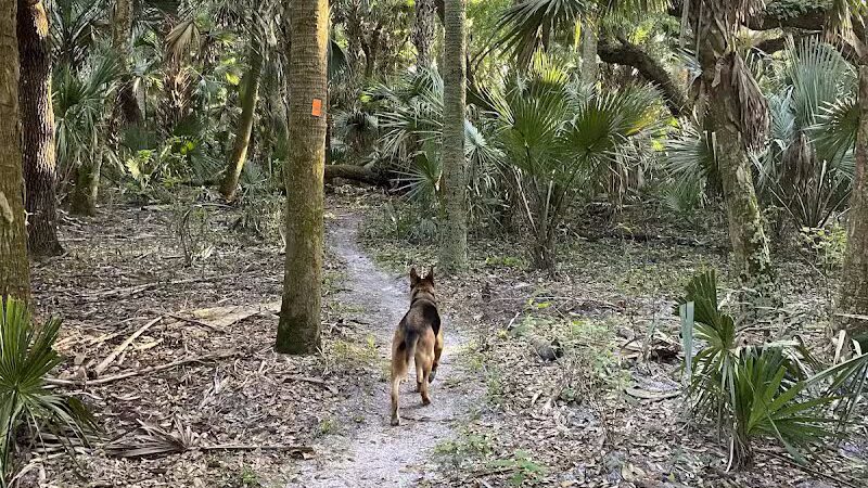 Grassy Island Equestrian and MTB Trail - Okeechobee, FL
