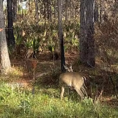 Grassy Island Equestrian and MTB Trail - Okeechobee, FL