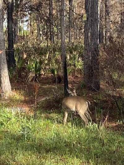 Grassy Island Equestrian and MTB Trail - Okeechobee, FL