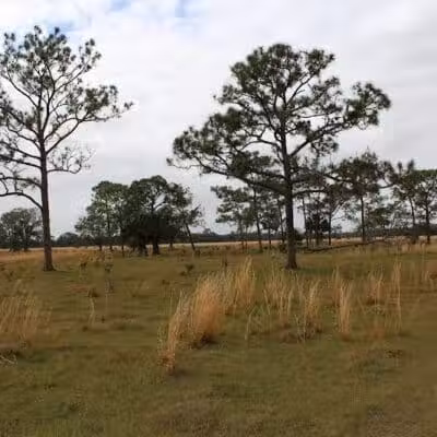 Grassy Island Equestrian and MTB Trail - Okeechobee, FL
