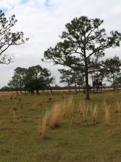 Grassy Island Equestrian and MTB Trail - Okeechobee, FL