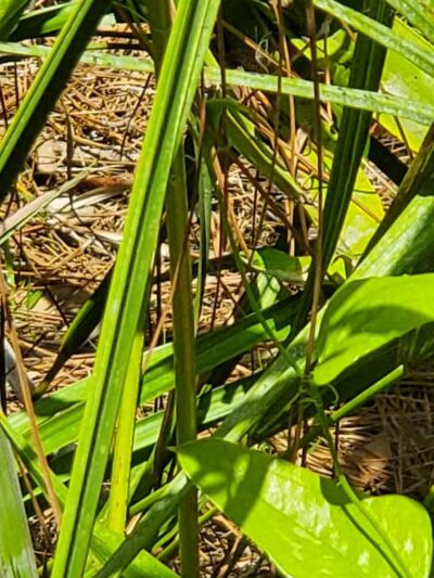 Grassy Island Equestrian and MTB Trail - Okeechobee, FL