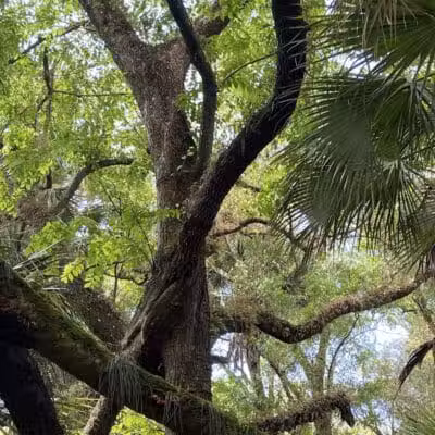 Grassy Island Equestrian and MTB Trail - Okeechobee, FL