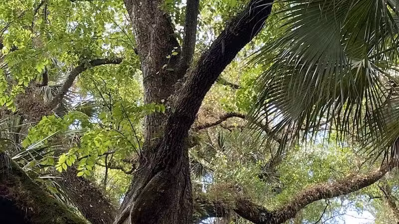Grassy Island Equestrian and MTB Trail - Okeechobee, FL