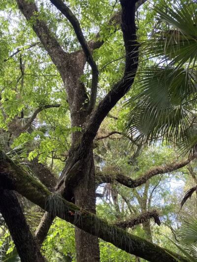 Grassy Island Equestrian and MTB Trail - Okeechobee, FL