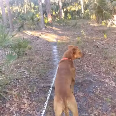 Grassy Island Equestrian and MTB Trail - Okeechobee, FL