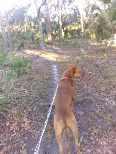 Grassy Island Equestrian and MTB Trail - Okeechobee, FL