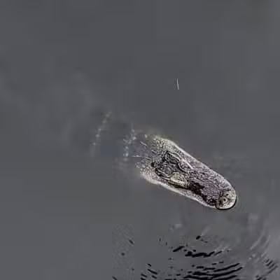 Lake Okeechobee Park - Okeechobee, FL