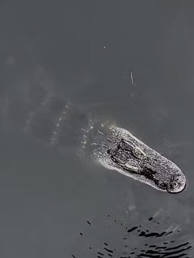 Lake Okeechobee Park - Okeechobee, FL