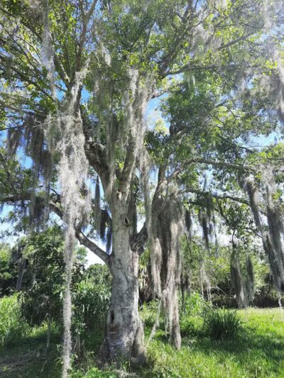 Lake Okeechobee Scenic Trail - Okeechobee, FL