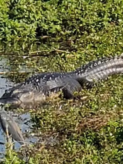 Lakeside Ranch Stormwater Treatment Area, South Entrance - Okeechobee, FL