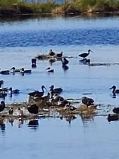 Lakeside Ranch Stormwater Treatment Area, South Entrance - Okeechobee, FL
