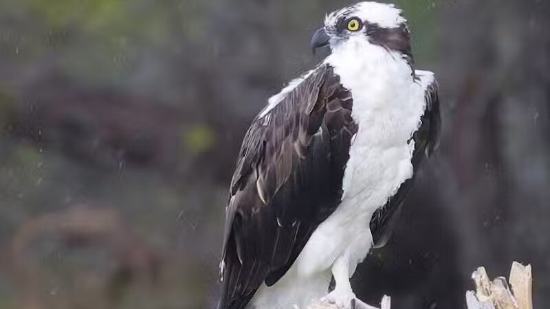 Lakeside Ranch Stormwater Treatment Area, South Entrance - Okeechobee, FL