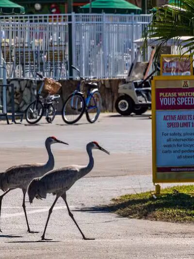 Okeechobee KOA Resort - Okeechobee, FL