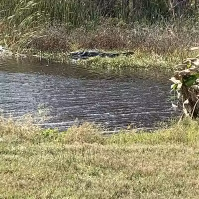 Taylor Creek Stormwater Treatment Area/Nature Trail/Wildlife Preservation Area - Okeechobee, FL