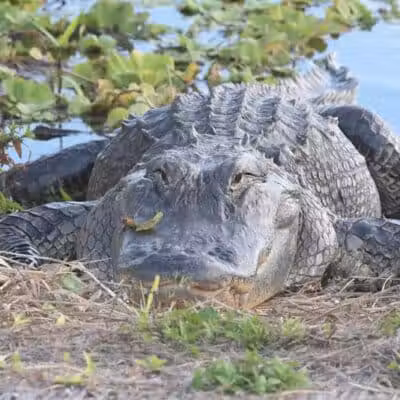 Taylor Creek Stormwater Treatment Area/Nature Trail/Wildlife Preservation Area - Okeechobee, FL