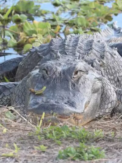 Taylor Creek Stormwater Treatment Area/Nature Trail/Wildlife Preservation Area - Okeechobee, FL