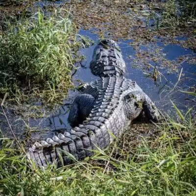 Taylor Creek Stormwater Treatment Area/Nature Trail/Wildlife Preservation Area - Okeechobee, FL