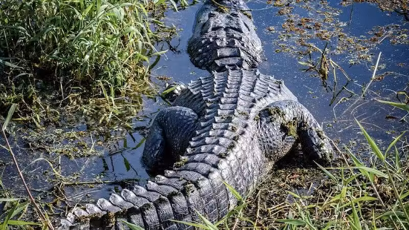 Taylor Creek Stormwater Treatment Area/Nature Trail/Wildlife Preservation Area - Okeechobee, FL
