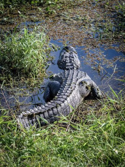 Taylor Creek Stormwater Treatment Area/Nature Trail/Wildlife Preservation Area - Okeechobee, FL
