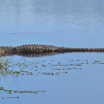 Taylor Creek Stormwater Treatment Area/Nature Trail/Wildlife Preservation Area - Okeechobee, FL