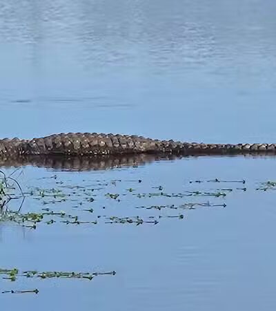 Taylor Creek Stormwater Treatment Area/Nature Trail/Wildlife Preservation Area - Okeechobee, FL