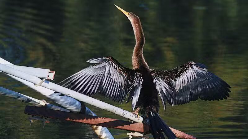 Taylor Creek Stormwater Treatment Area/Nature Trail/Wildlife Preservation Area - Okeechobee, FL