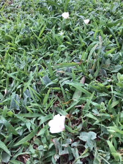 Brock Park - Oklahoma City, OK