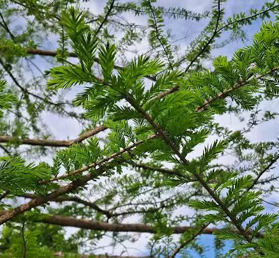Taylor Park - Oklahoma City, OK