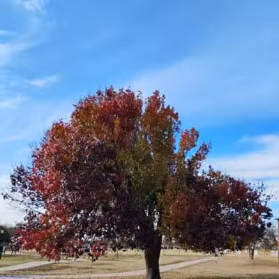 Taylor Park - Oklahoma City, OK