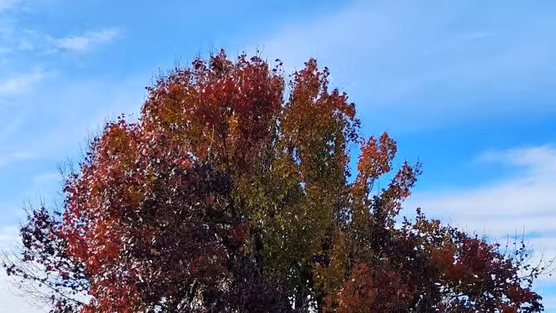 Taylor Park - Oklahoma City, OK