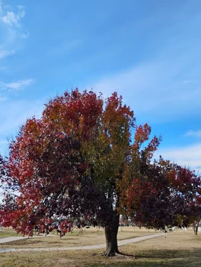 Taylor Park - Oklahoma City, OK