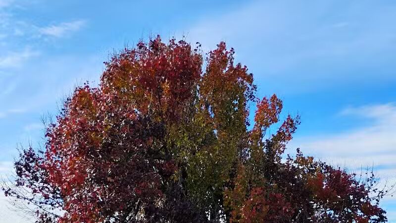 Taylor Park - Oklahoma City, OK