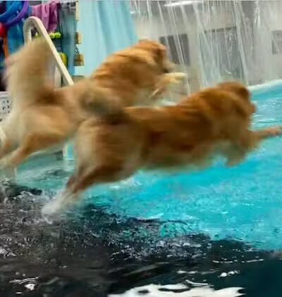 The Water Bark LLC - Oklahoma City, OK