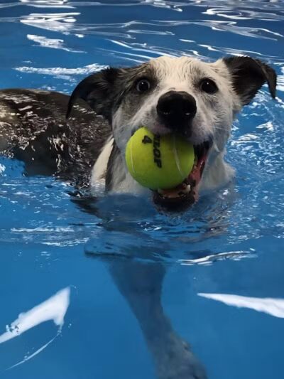 The Water Bark LLC - Oklahoma City, OK